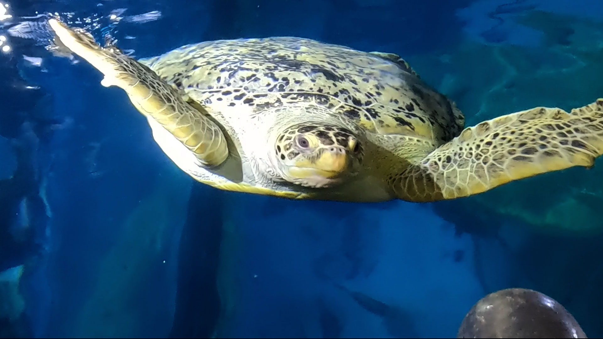 Plymouth Marine Aquarium – Ocean City Influencers